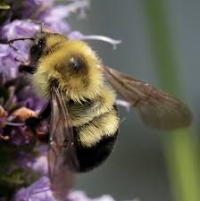 Bumblebee transformers transformers humanized transformers memes transformers optimus prime bee movie cute bee bee design funny clips cool drawings. Two Spotted Bumble Bee Bumble Bees Of Wisconsin Uw Madison