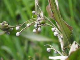 Image result for Coix lacryma-jobi