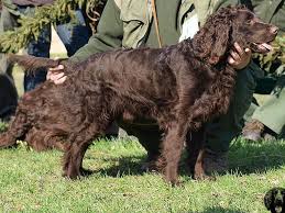 Image result for německý křepelák postava