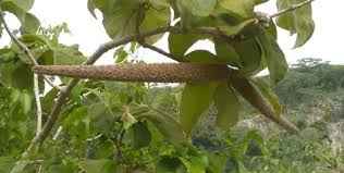 Image result for Acokanthera schimperi