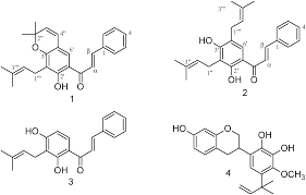 Image result for Aeschynomene mimosifolia