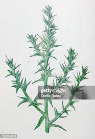 Image result for Salsola kali