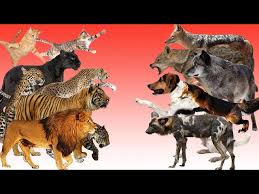 Fang semua kuasa bayang dan level kuasa bayang kuasa bayang harimau bayang elang bayang tikus bayang koala bayang. Elang Vs Vulture Siapa Raja Burung Sesungguhnya Litetube