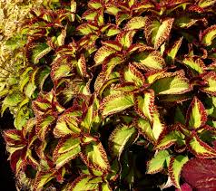 Image result for Coleus buchananii