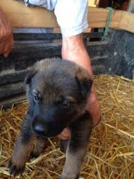 I have several large old fashioned straight back german shepherds puppies available please check pup will have high drive and good natural aggression. Akc German Shepherd Puppies For Sale In Bancroft Iowa Classified Americanlisted Com