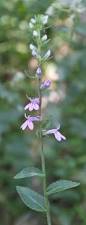 Image result for Lobelia minutula