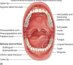 Human Anatomy Ken To Fude No Ryu Kenshu Kai Karate Soke Solly Said Oral Anatomy Oral Cavity Digestive System Anatomy