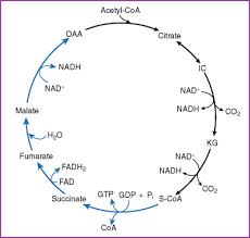 Citric Acid Cycle An Overview Sciencedirect Topics