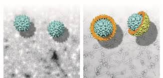 An infection caused by a virus that can be spread through blood, semen, and other body fluid infected with the virus. Ursprung Des Hepatitis B Virus In Fischen Entdeckt