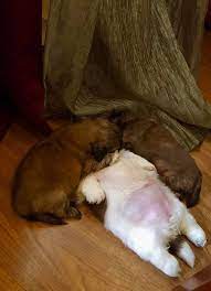 This Puppy Always Sleeps On His Back And It S Ridiculously Cute Sleeping Puppies Puppies Funny Sleeping Dogs