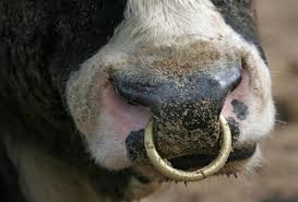 Image result for bull nose ring