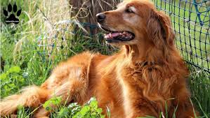 Golden retriever has a thick and long hair coat. Red Golden Retrievers The Working Brother Labrottie Com