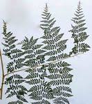 Image result for Hypolepis sparsisora