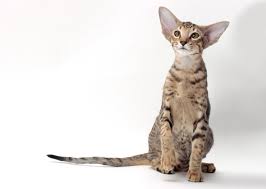 Your kitten can appear to have large paws because he is physically big boned, or because he just happens to look big bones due to being underweight. 10 Cat Breeds With Big Ears Photo Gallery