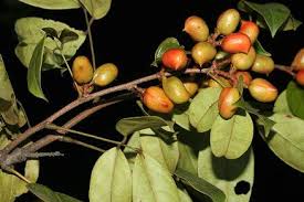 Image result for Connaraceae