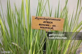 Image result for Oryza longistaminata