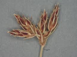 Image result for Bulbostylis hispidula