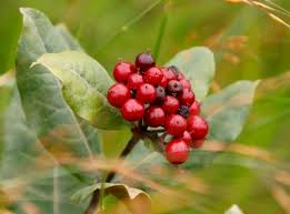 Image result for Psorospermum mechowii