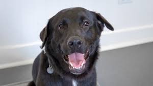 Meet bella ~ my name is bella and i am a husky from south carolina. Need A Good Pupper Or Kitteh Paws Chicago Is Waiving Adoption Fees On Overlooked Pets For A Week Chicago Tribune