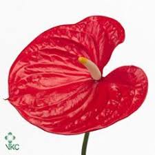 Pin On Anthuriums Flamingo Flower