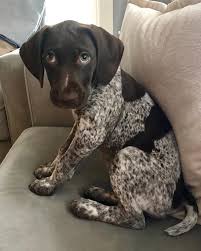 That Look Puppy Dogs Dog Gsp Dogs German Shorthaired Pointer Dog Gsp Puppies