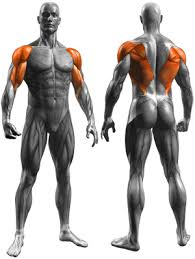 But, if done wrong, you won't get good results and you could even strain. Reverse Grip Bent Over Rows Freeworkoutlog