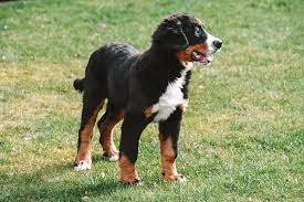 Nous vous proposons également ici des informations utiles sur la race de chien exceptionnelle qu'est le bouvier bernois. Chiots Bouvier Bernois A Vendre Chiots Bouvier Bernois