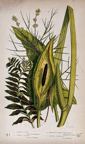Image result for Potamogetonaceae