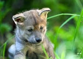 Image result for wolf cub