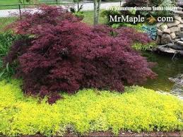 Acer Palmatum Inaba Shidare Japanese Maple Japanese Maple Tree Landscape Japanese Maple Garden Dwarf Japanese Maple