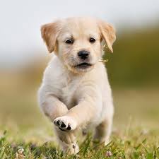 Maybe you would like to learn more about one of these? Puppies For Sale In Las Vegas Pet Stores Dogs For Sale