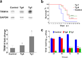 Human Trim14 Protects Transgenic Mice From Influenza A Viral Infection Without Activation Of Other Innate Immunity Pathways Genes Immunity