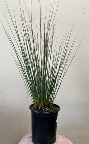 Image result for Juncus