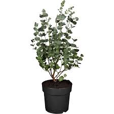 Winterharter Eukalyptus Azura Hohe Ca 25 30 Cm Topf Ca 2 L Eucalyptus Kaufen Bei Obi