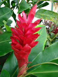 Tradewind Weddings The Flowers Of Aloha Ginger Plant Flower Ginger Plant Ginger Flower