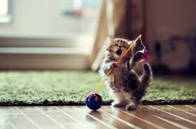 Iedereen heeft deze zeker nodig voor hun activiteiten datgene ze allen dag nodig hebben. Inspiratie Cute Animals