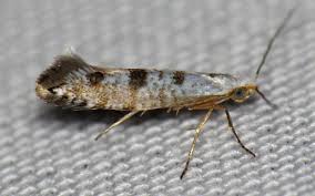 Image result for argyresthia thuiella thuja symptoms