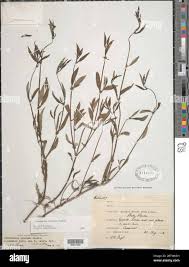 Image result for Spermacoce