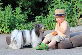 We have been a family breeder since 2008 from vancouver wa, focusing on breeding havanese puppies that are not only healthy but have superior genetics. Daisy Contigo Havanese