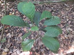 Image result for Bridelia ripicola