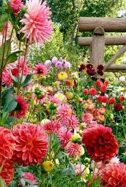 Pin Von Cathy Anderson Auf Flowers Plants Trees Schone Blumen Beste Blumen Blumen Anbauen