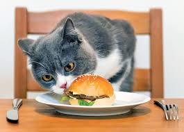 Wheat and white bread are safe for cats. Feeding Human Foods The Facts Catwatch Newsletter