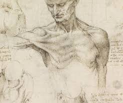 It is mostly a visual field. Best Anatomy Books For Artists Human Animal And Comparative 2d Animation Software Guide