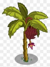 Gambar pohon pisang hitam putih golfclub. Belajar Dari Pohon Pisang Image Banana2 Free Transparent Png Clipart Images Download