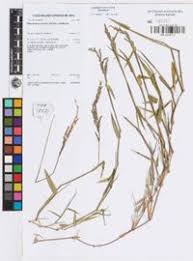 Image result for Moorochloa eruciformis