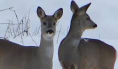 Rund um die sperrzone von tschernobyl leben nach der atomkatastrophe heute noch viele tiere, wie wölfe, elche und rehe. Uberraschend Viele Tiere Um Tschernobyl Science Orf At
