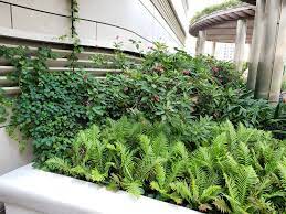 philodendron xanadu 春羽 plants plant design photo