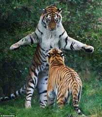 Bengal Tigers Are Avid Fishermen Who Constantly Boast About Size Of Their Catch In 2020 Pet Tiger Animals Elephant Zoo