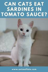 Feeding cats dog food long term can be dangerous as it doesn't contain the right balance of nutrients and proteins for cats, therefore you must not substitute their diet with dog. Can Cats Eat Sardines In Tomato Sauce Be Careful Animalfate