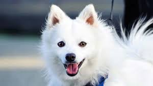 Japanese Spitz